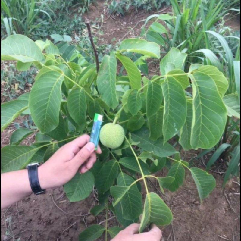 核桃苗