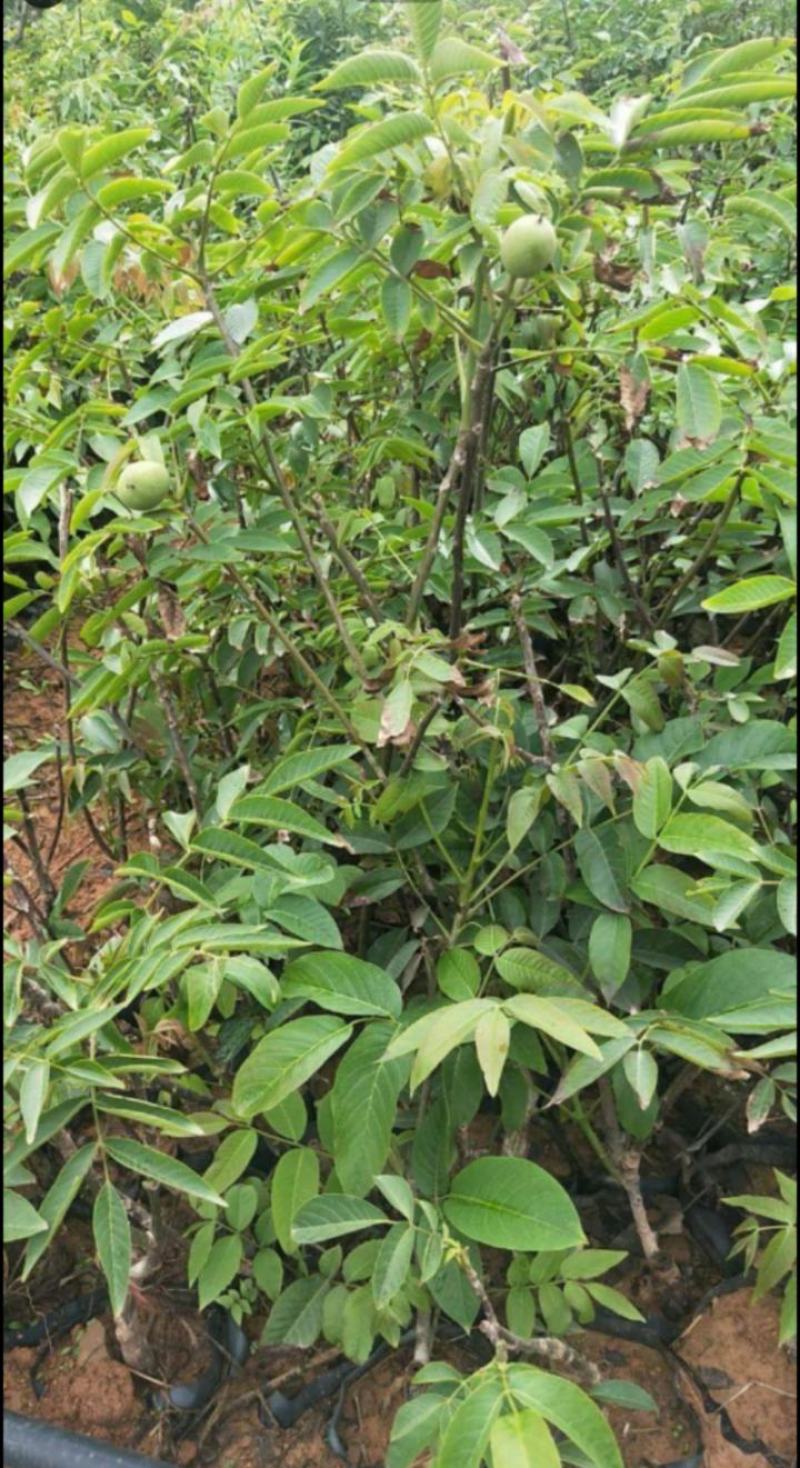 核桃苗
