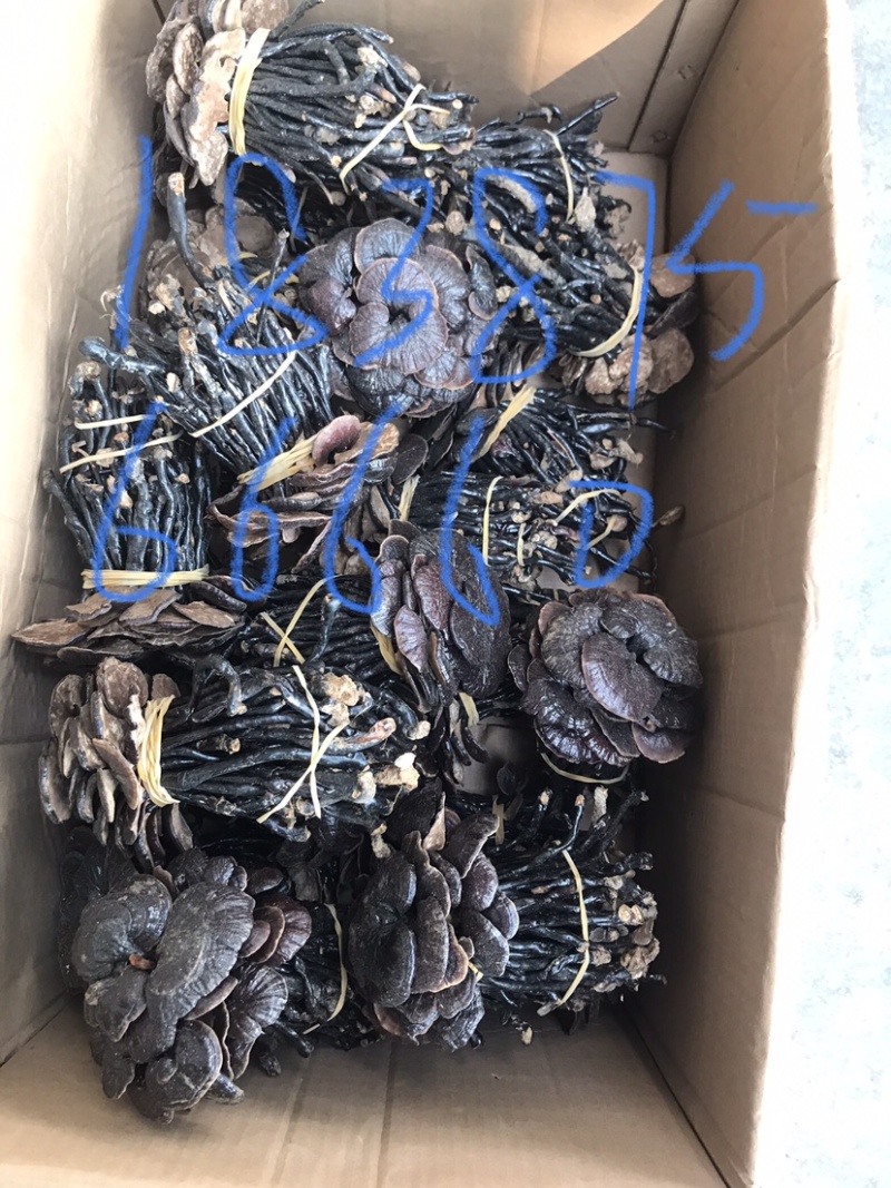竹灵芝，大量批发一手货源，性价比高
