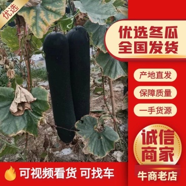 广西精品冬瓜大量有货条型好价格优可视频看货欢迎电话联系