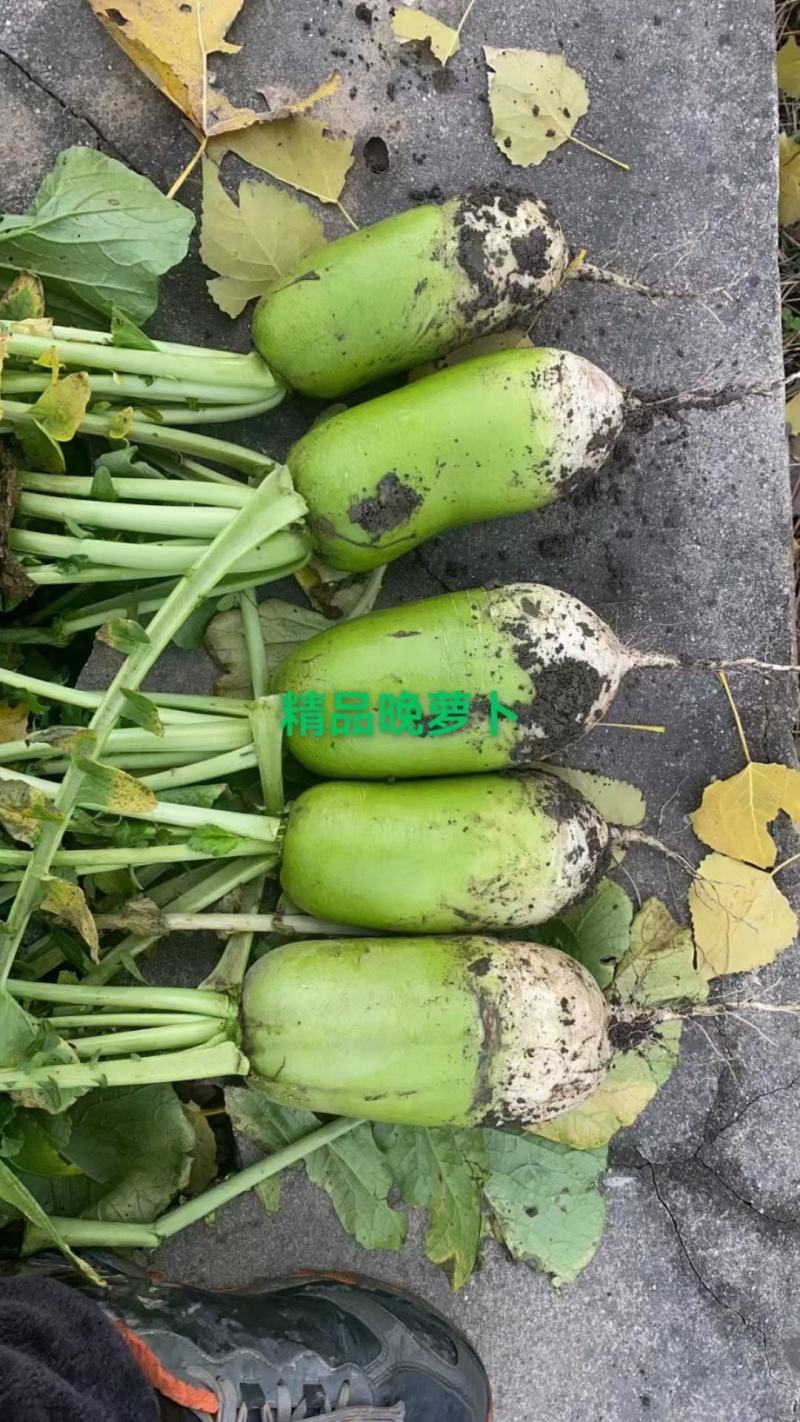 青头萝卜，白萝卜，产地直供全国发货欢迎联系