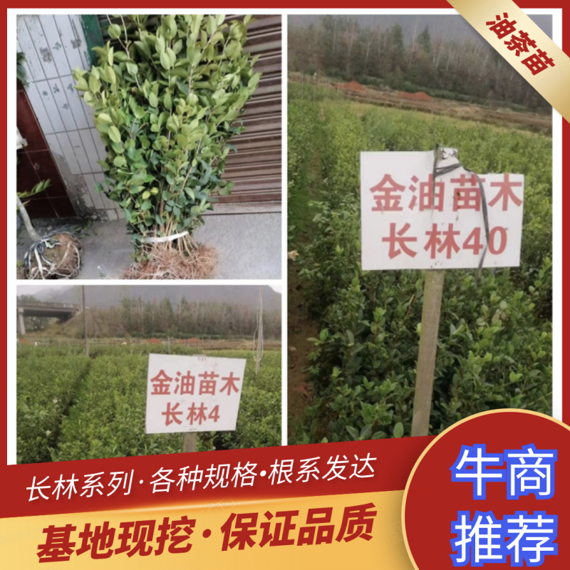 油茶苗长林系列两年苗各种规格大量批发根系发达欢迎选购