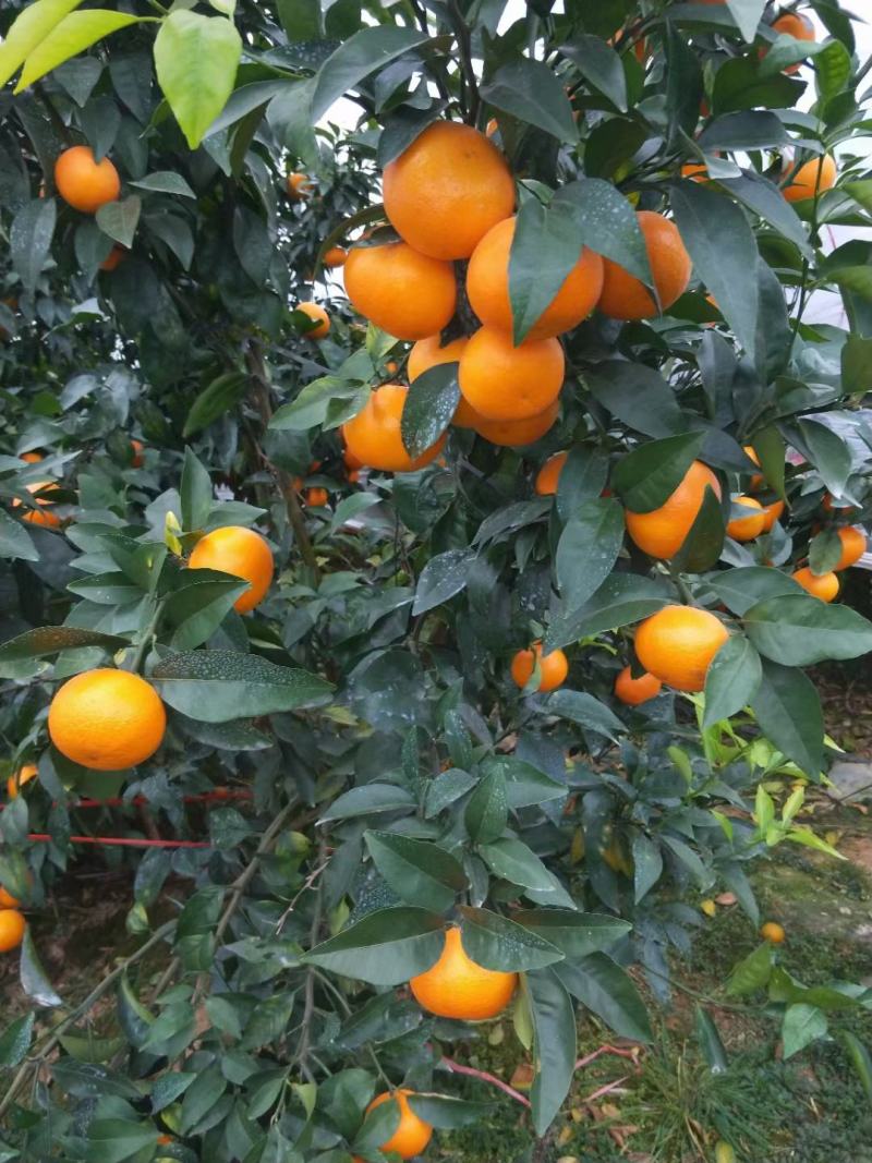 沃柑，湖南永州沃柑大量上市，质优价廉，货源充足！