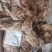 带皮熟羊肉现货，货源稳定充足，精修纯干货！！！！！！！！