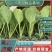 65，80，90，108天有机花菜苗，松花菜苗，散花苗