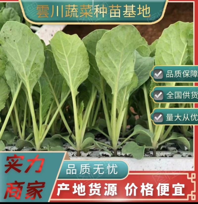 65，80，90，108天有机花菜苗，松花菜苗，散花苗