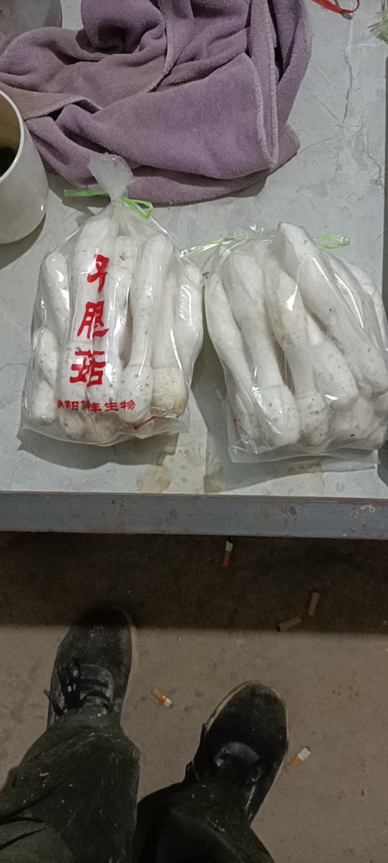 精品鸡腿菇