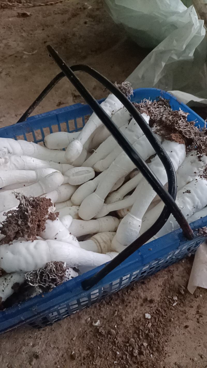 精品鸡腿菇