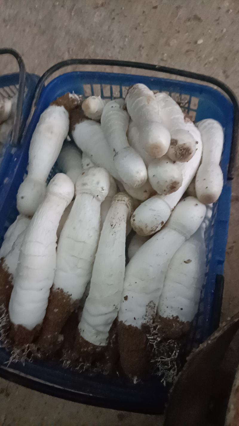 精品鸡腿菇