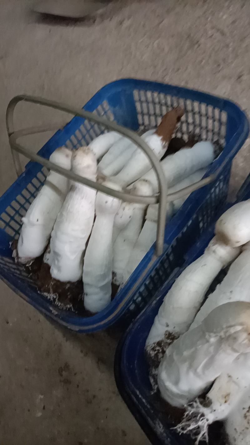 精品鸡腿菇