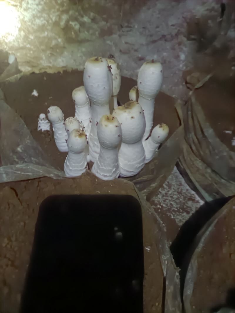 精品鸡腿菇