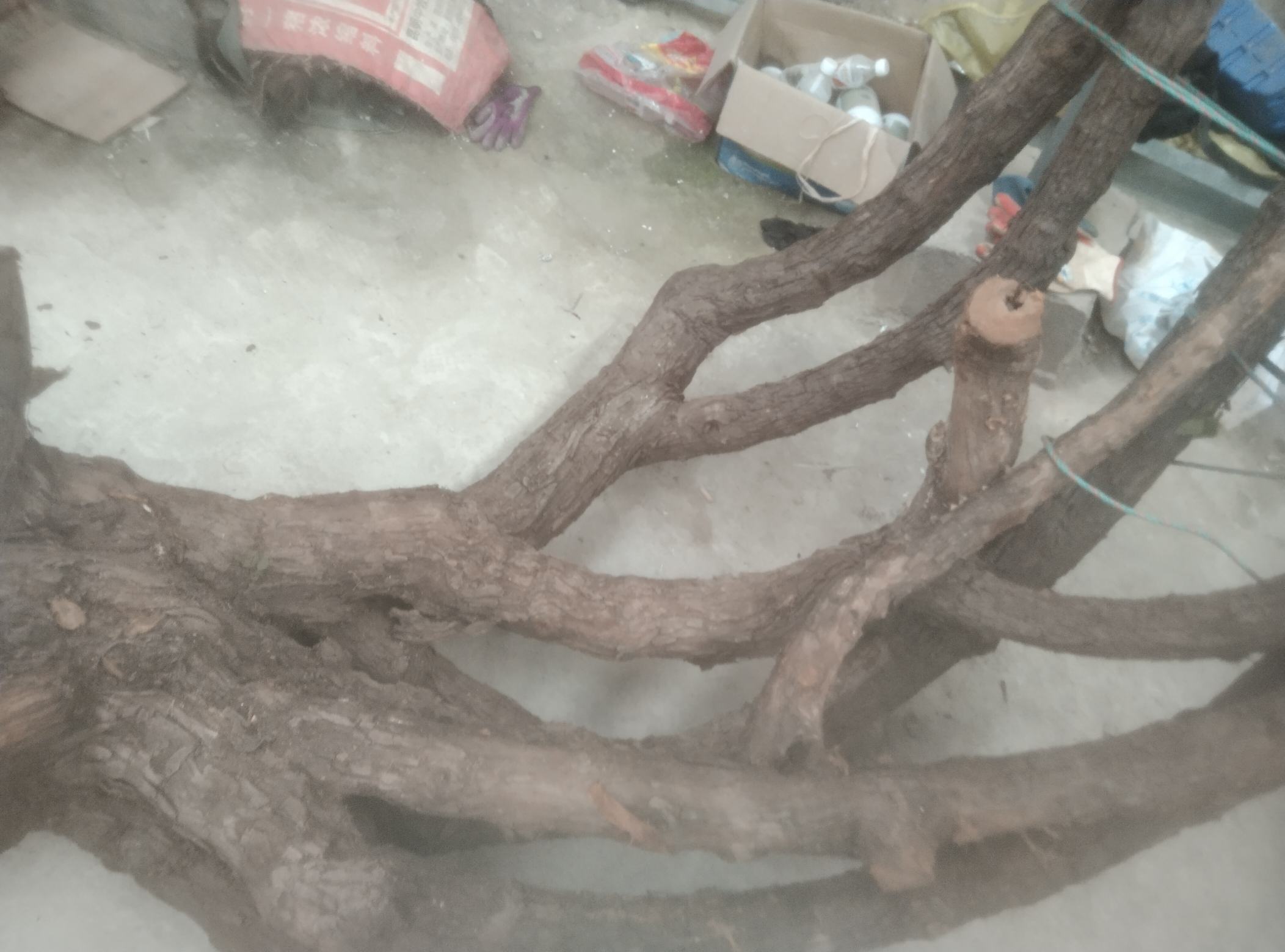 大游行月季盆栽与地栽对比图，显示其不同栽培形态