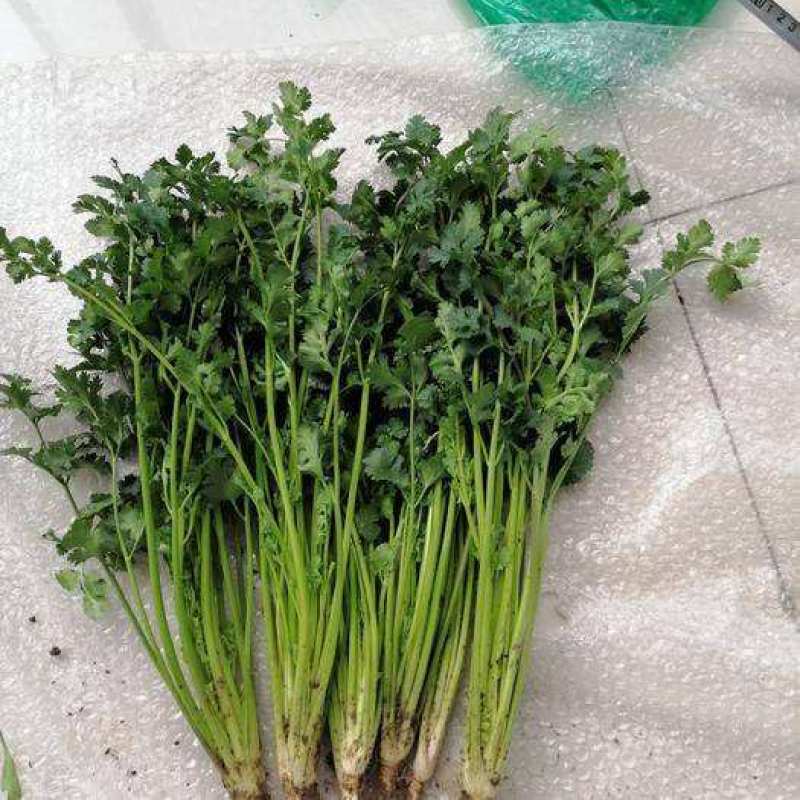 精品四两通天土豆沙土地