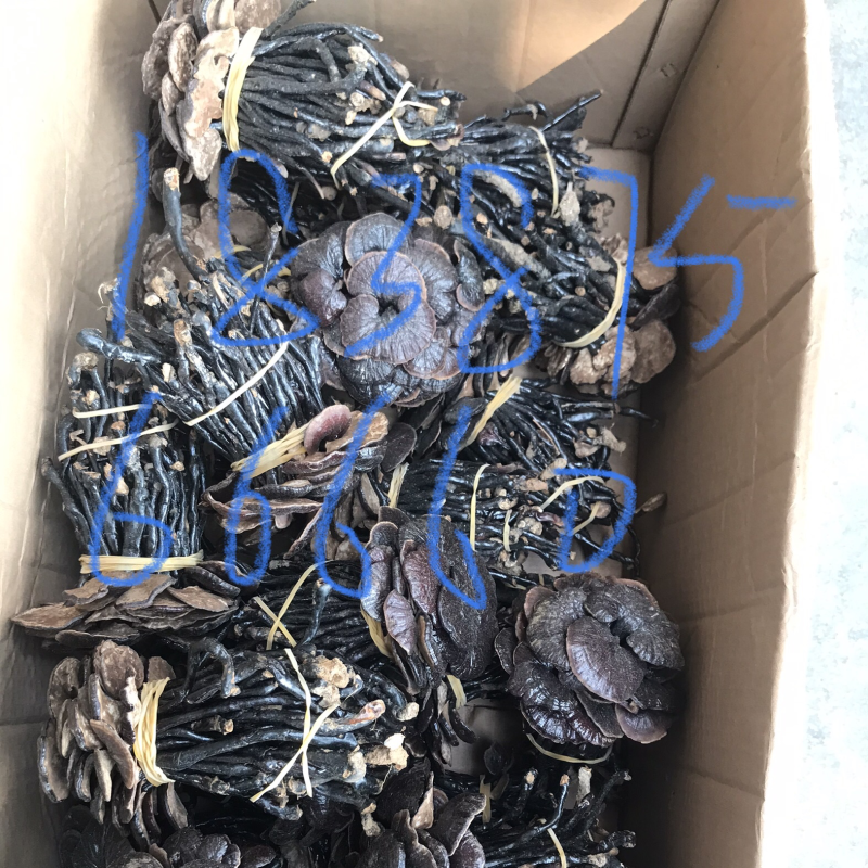竹灵芝，大量批发一手货源，性价比高