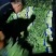 精品莴苣红叶香莴苣产地直发可视频看货欢迎咨询