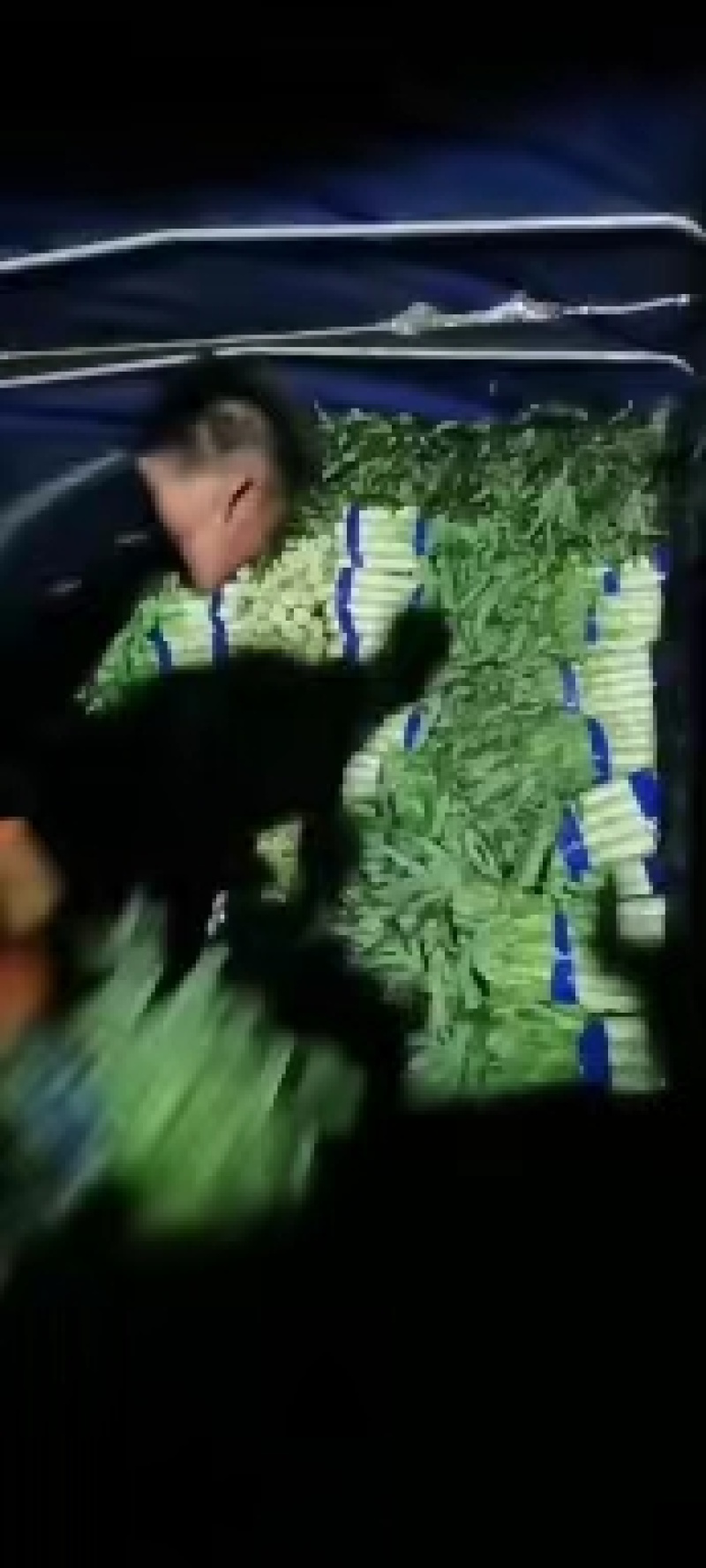 精品莴苣红叶香莴苣产地直发可视频看货欢迎咨询