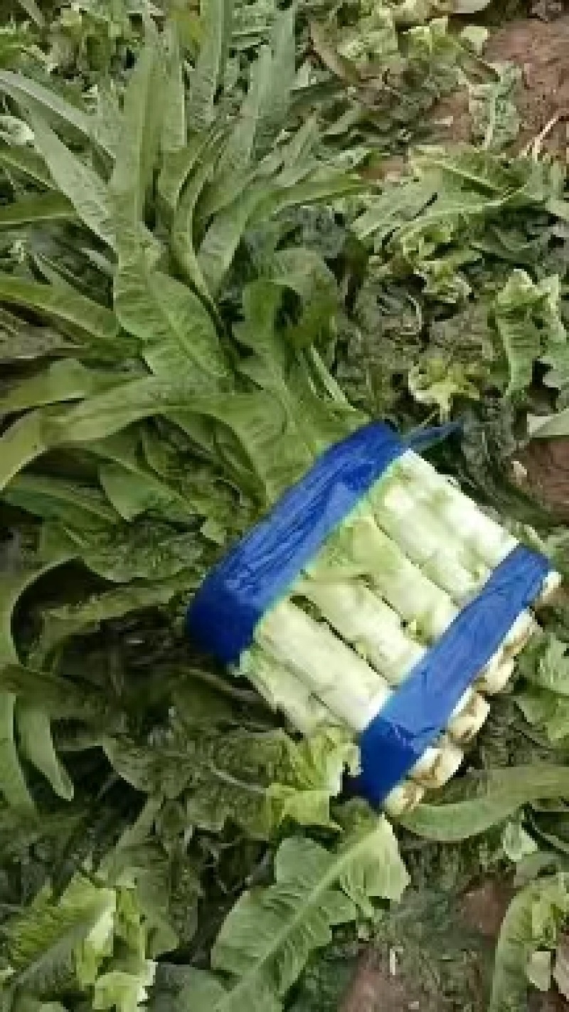 精品莴苣红叶香莴苣产地直发可视频看货欢迎咨询