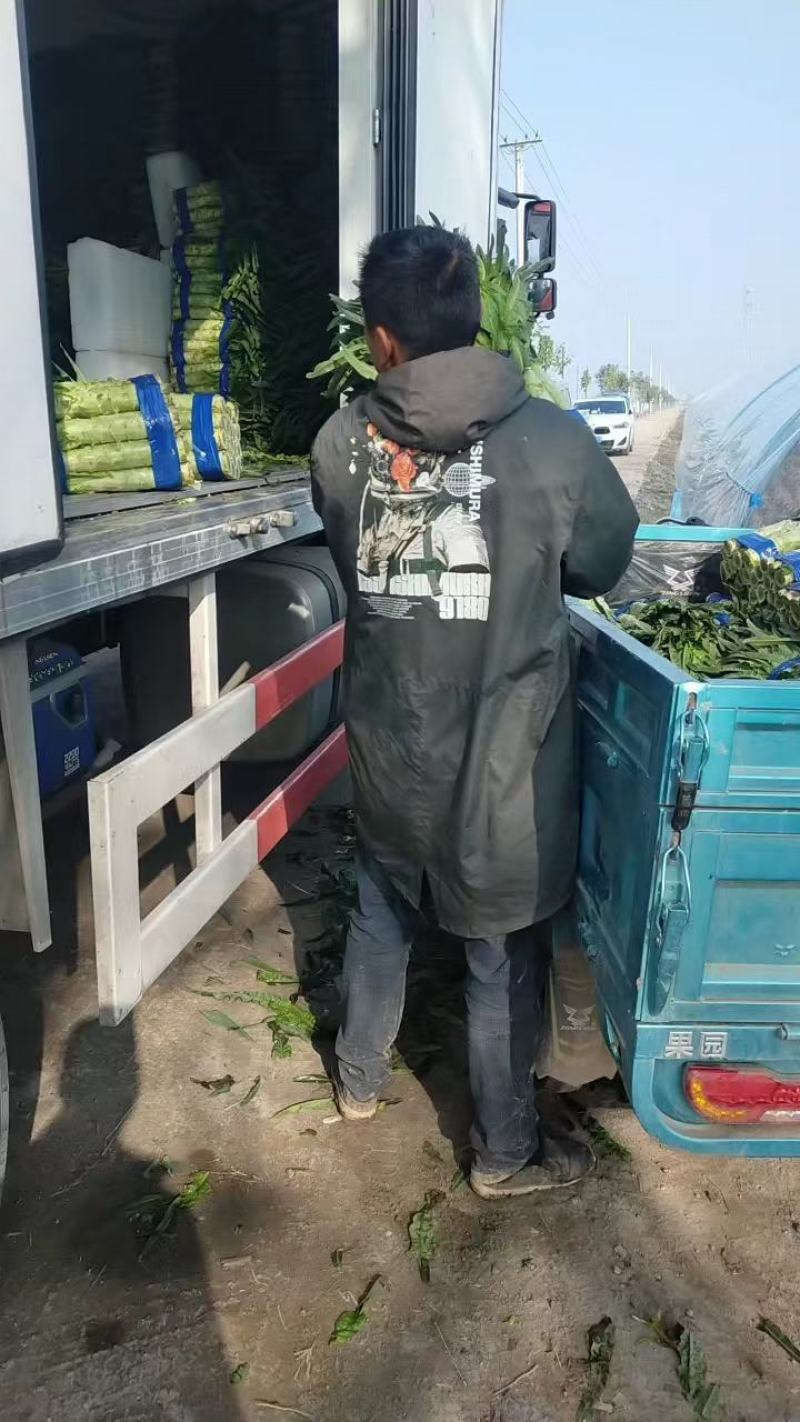 精品莴苣红叶香莴苣产地直发可视频看货欢迎咨询