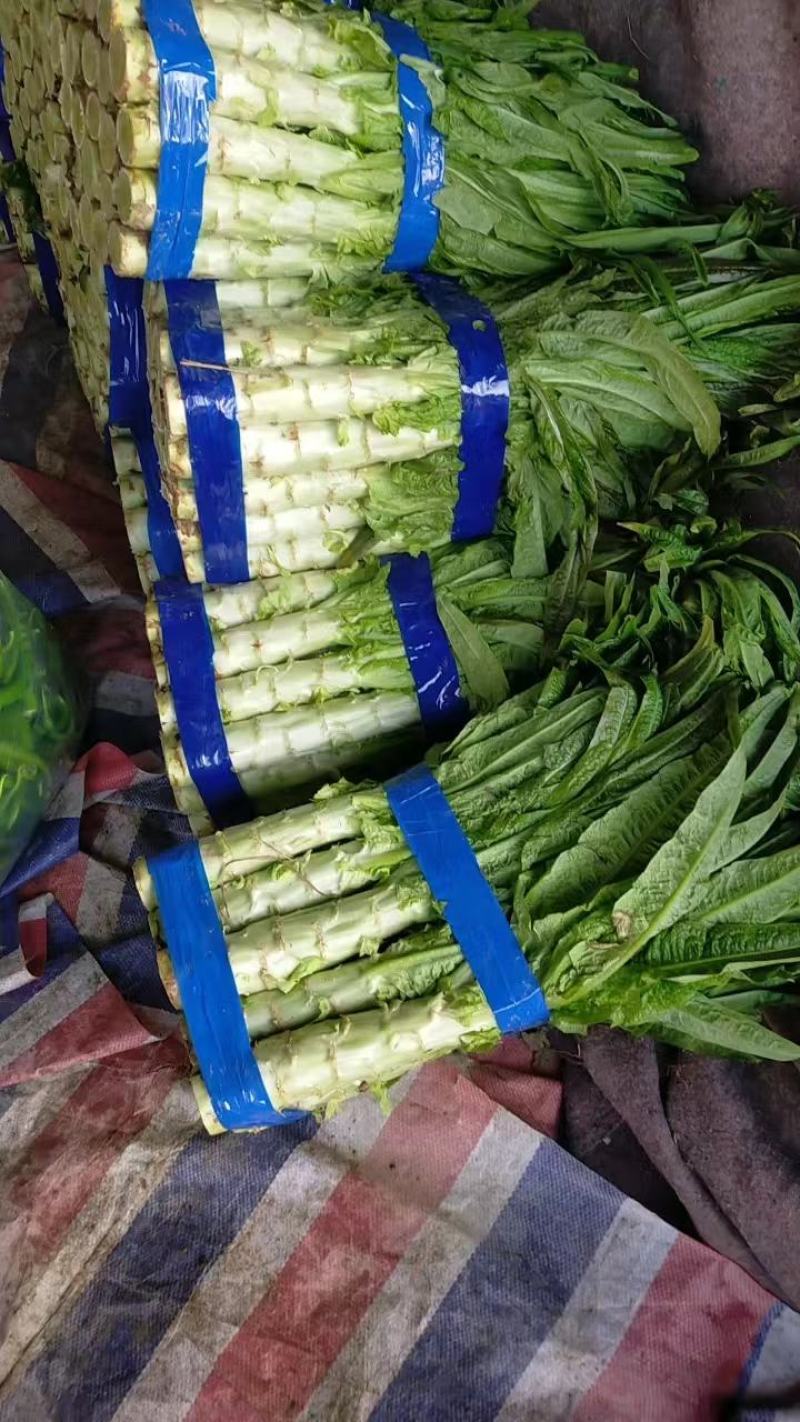 精品莴苣红叶香莴苣产地直发可视频看货欢迎咨询