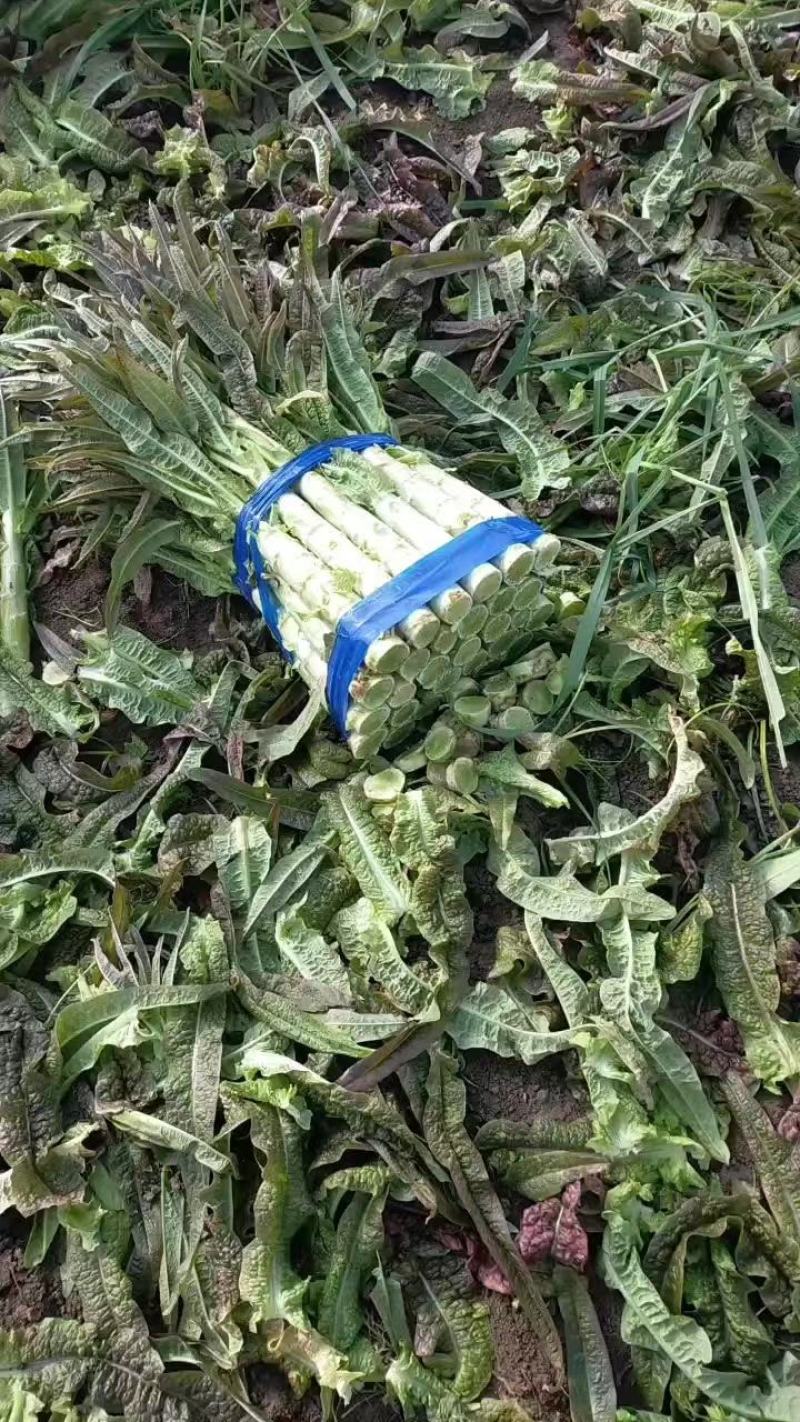 精品莴苣红叶香莴苣产地直发可视频看货欢迎咨询