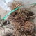 四川红心果猕猴桃苗基地现挖现发免费技术指导高产易种植成活
