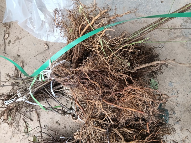 四川红心果猕猴桃苗基地现挖现发免费技术指导高产易种植成活