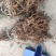 四川红心果猕猴桃苗基地现挖现发免费技术指导高产易种植成活