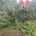 山楂树苗大金星大五棱黄果山楂甜红子品种齐全技术指导