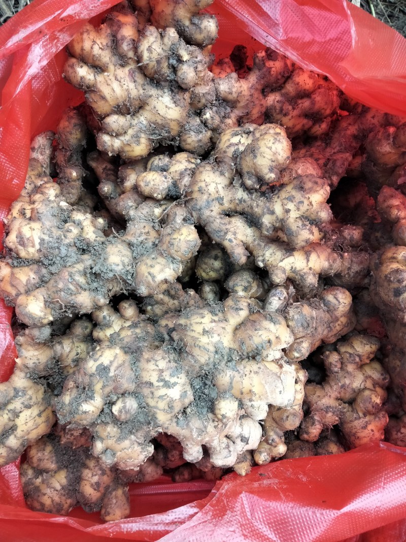 源头直供生姜大量供应