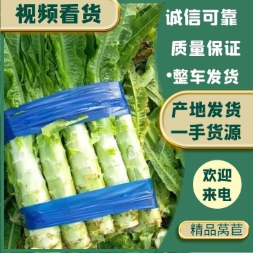 精品莴苣红叶香莴苣产地直发可视频看货欢迎咨询
