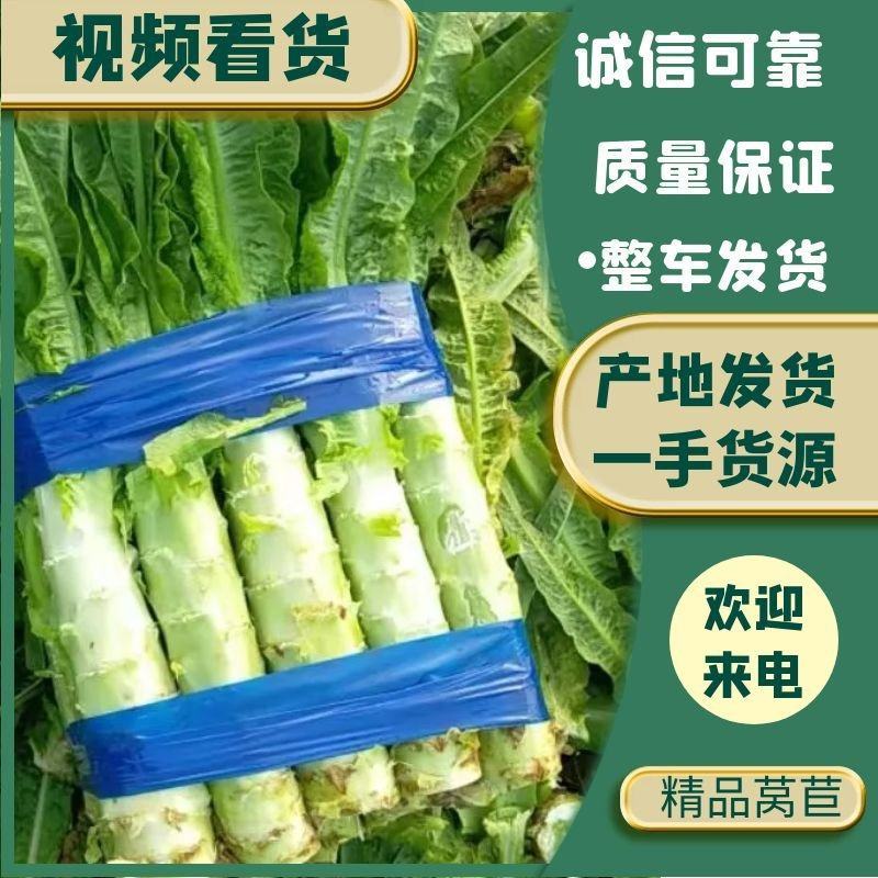 精品莴苣红叶香莴苣产地直发可视频看货欢迎咨询