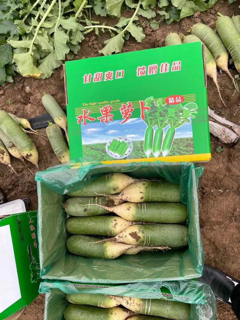 萝卜潍县萝卜水果萝卜大量供应免费小工装车现看现拔