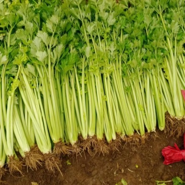 法国皇后，玻璃翠芹菜大量售卖，您信任我，我定不会辜负您