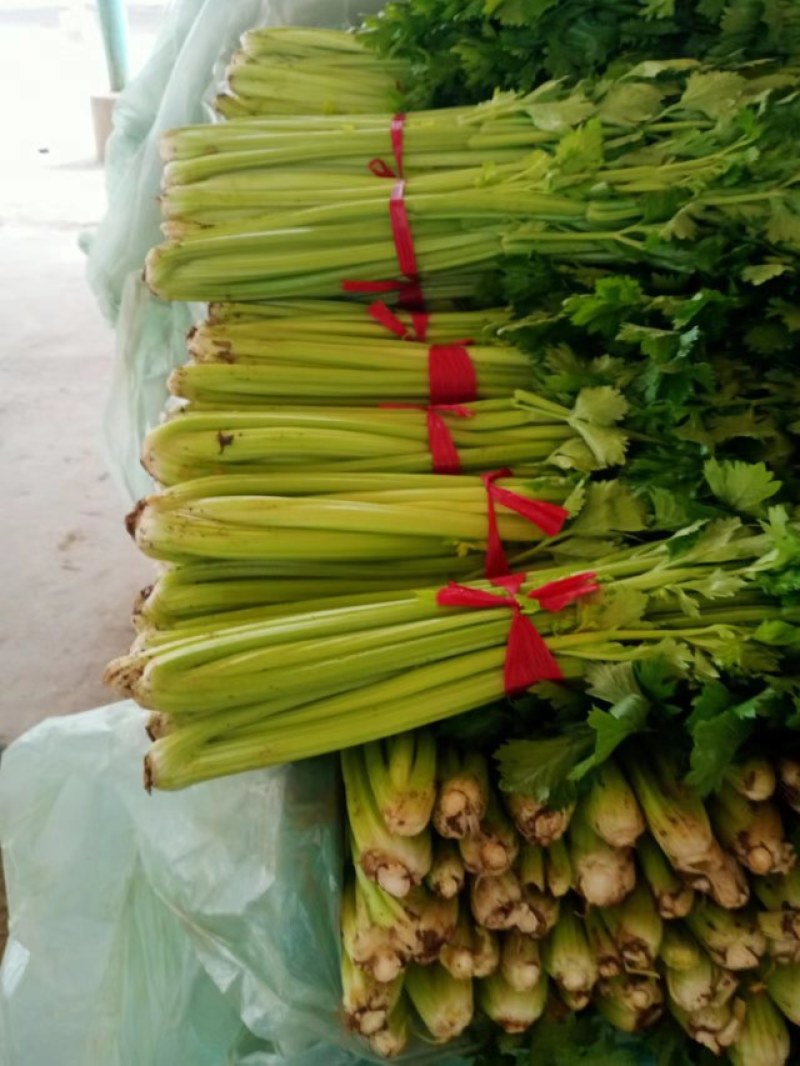 法国皇后，玻璃翠芹菜大量售卖，您信任我，我定不会辜负您