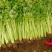 法国皇后，玻璃翠芹菜大量售卖，您信任我，我定不会辜负您