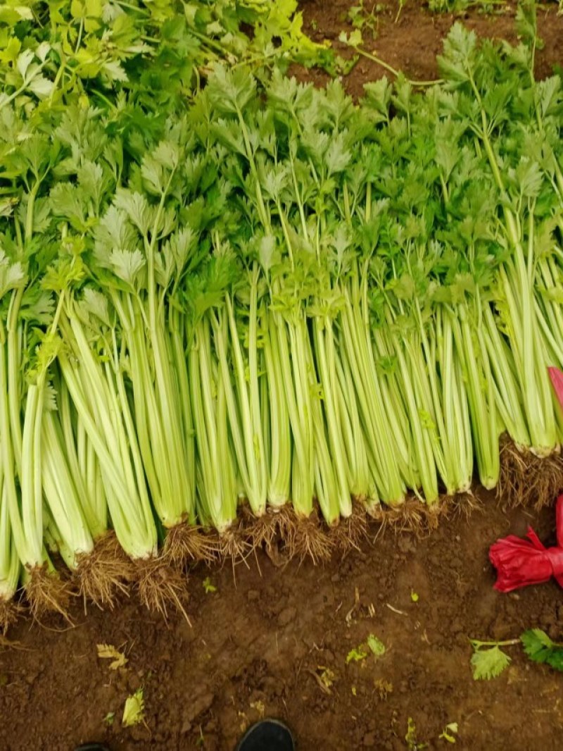 法国皇后，玻璃翠芹菜大量售卖，您信任我，我定不会辜负您