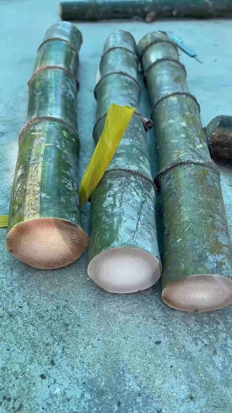 龙血竹