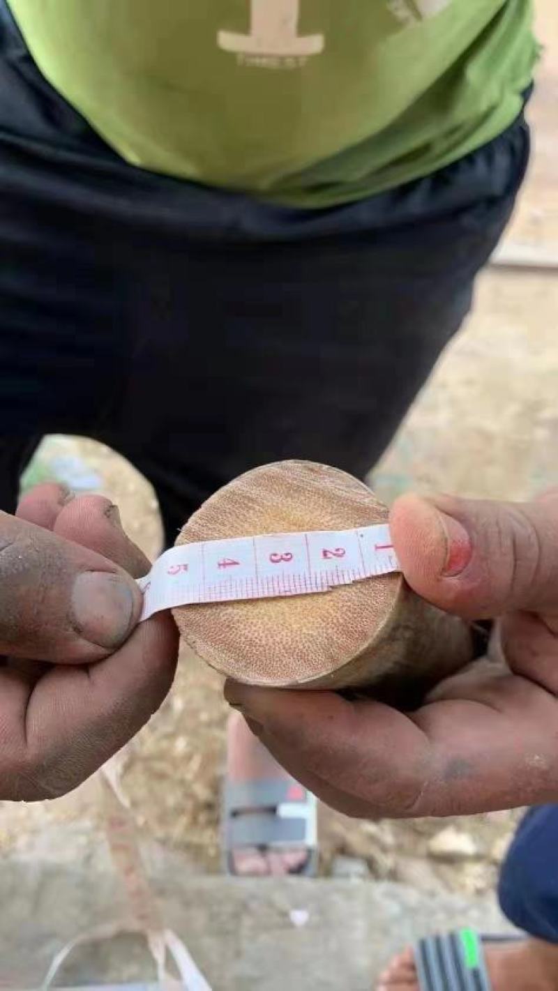 龙血竹