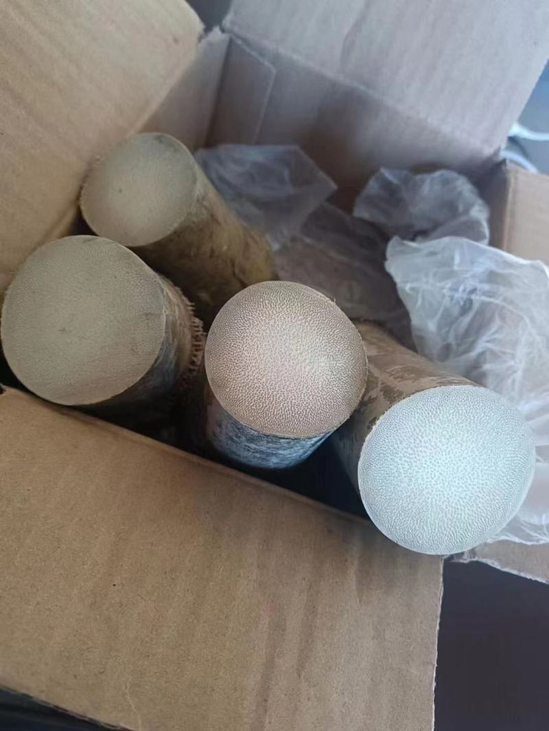 龙血竹