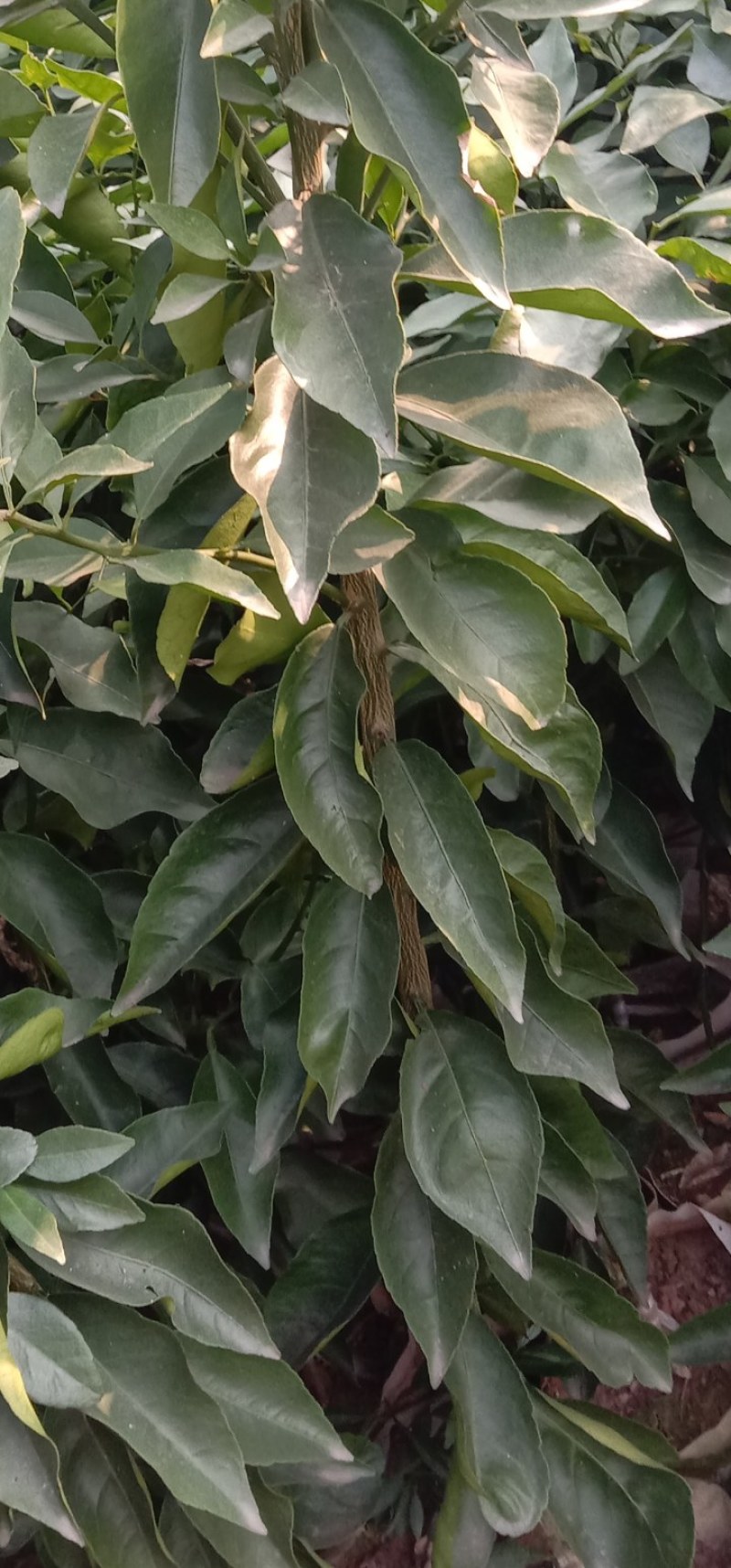 丽红柑橘苗，早熟新品种，皮薄化渣，丽红柑桔苗