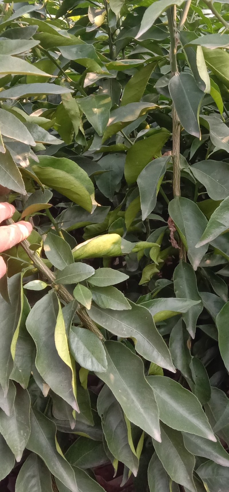 丽红柑橘苗，早熟新品种，皮薄化渣，丽红柑桔苗