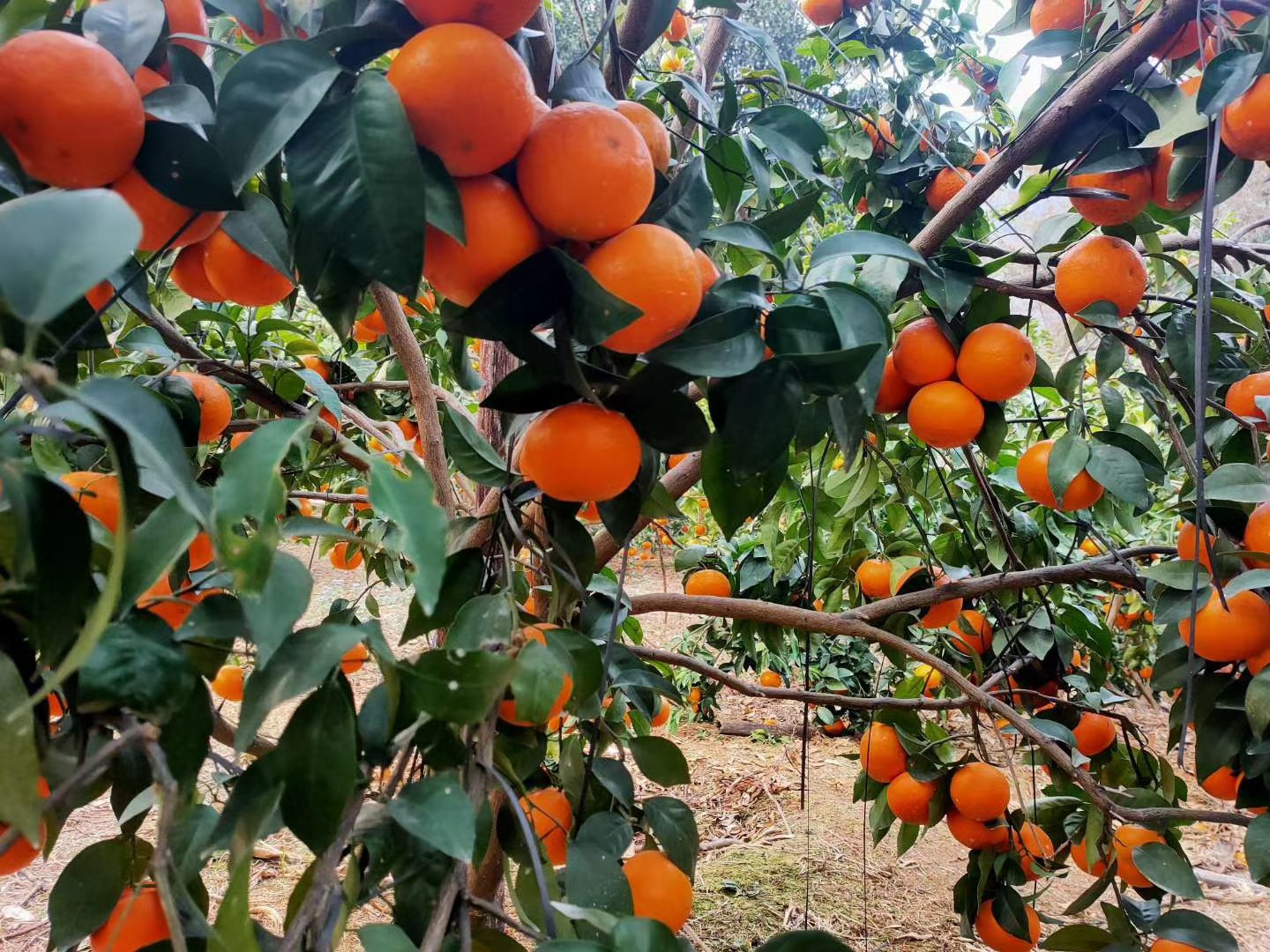柑橘类绿化树木在阳光下枝叶繁茂,果实累累 城市绿化中的柑橘类树木