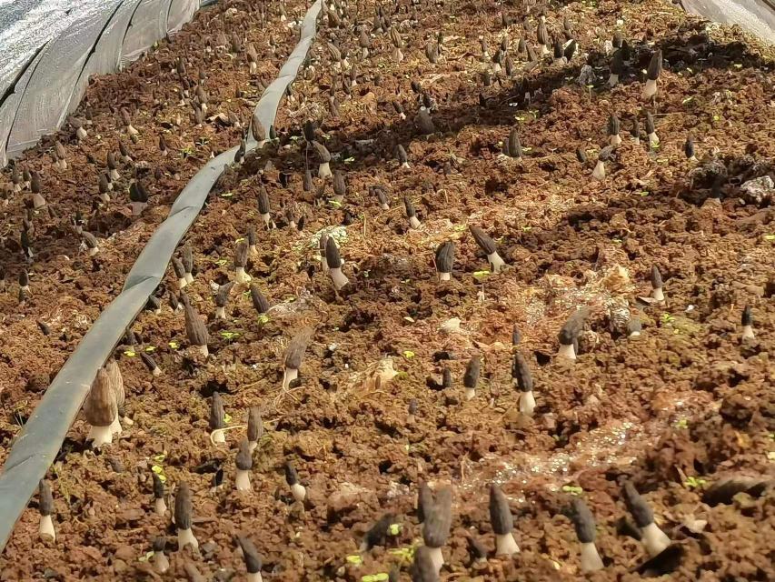 人工仿生栽培试验田