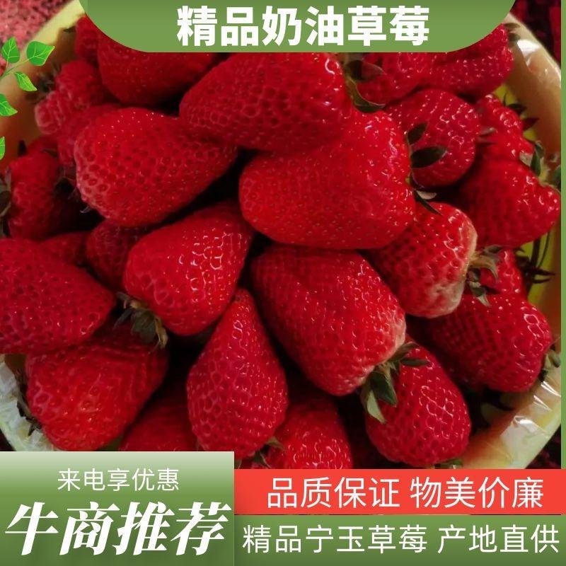 【草莓】河南奶油草莓宁玉草莓物美价廉品质保证量大从优欢迎