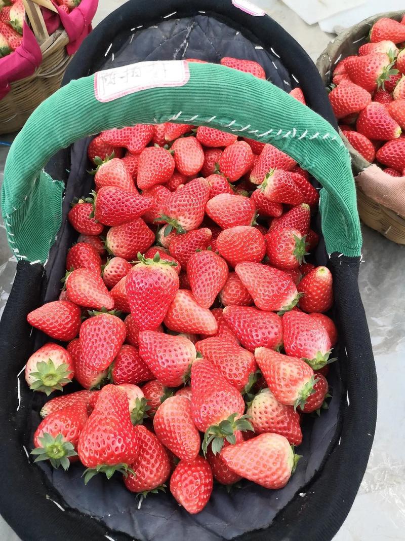 【草莓】河南奶油草莓宁玉草莓物美价廉品质保证量大从优欢迎