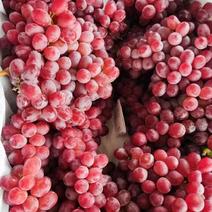 新疆红提精品红提自产自销红提葡萄量大从有