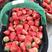【草莓】河北宁玉草莓奶油草莓品质保证物美价廉量大从优欢迎