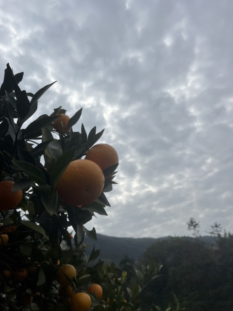蜜雪冰城，纽荷尔，