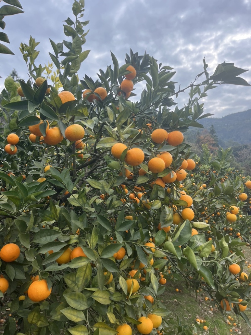 蜜雪冰城，纽荷尔，