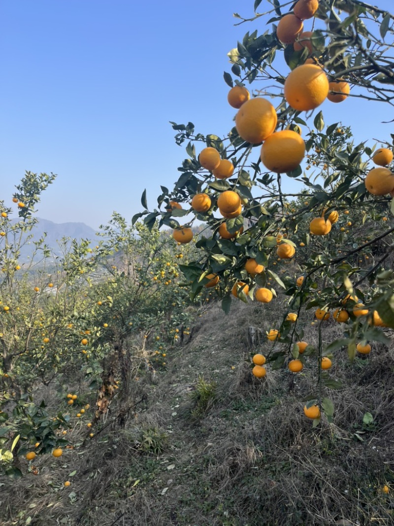 蜜雪冰城，纽荷尔，